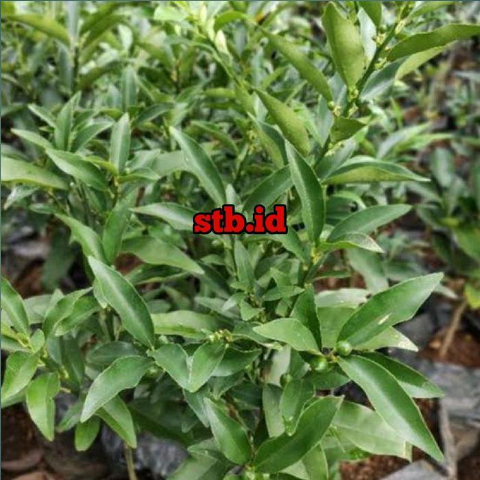 Thejaguar1 Bibit Tanaman Jeruk Tongheng Manis (Bisa Dimakan Sama Kulitnya)