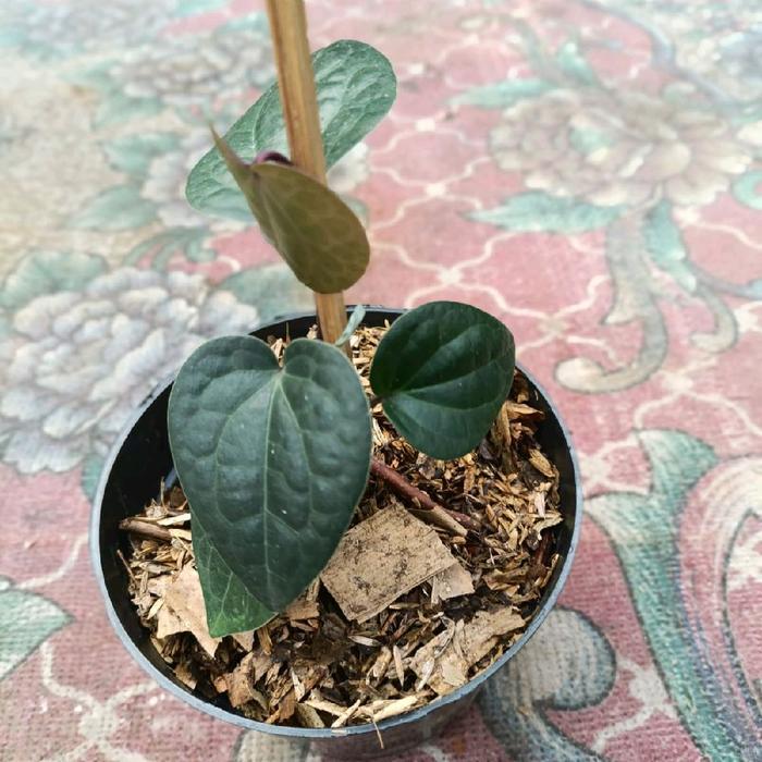 Mantabetul Tanaman Herbal Sirih Hitam Tanaman Sirih