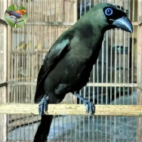 burung murai irian/murai papua