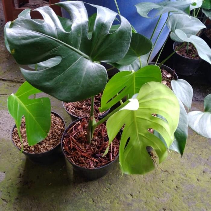 Tanaman Hias Monstera Deliciousa + Pot / Monstera