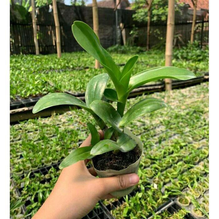 Gardening Mikha Anggrek Dendrobium - Capung Kapuas - Tanaman Hias - Siap Kirim