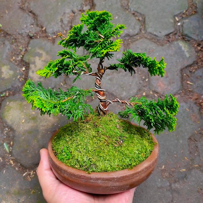 Bonsai Cemara Hinoki Cypress Golden Realpict