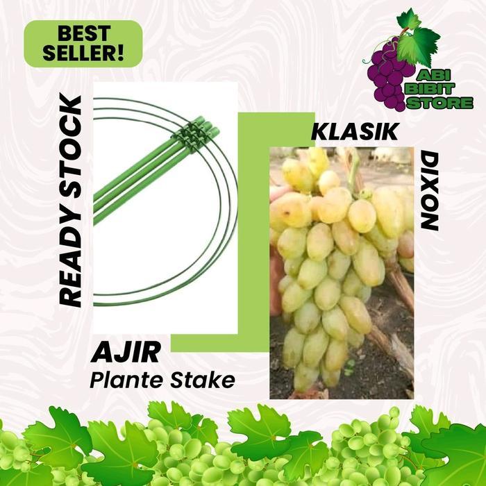 Lubis Gardening Plant Stake /Ajir Dixon, Penyanggah Tanaman Anggur