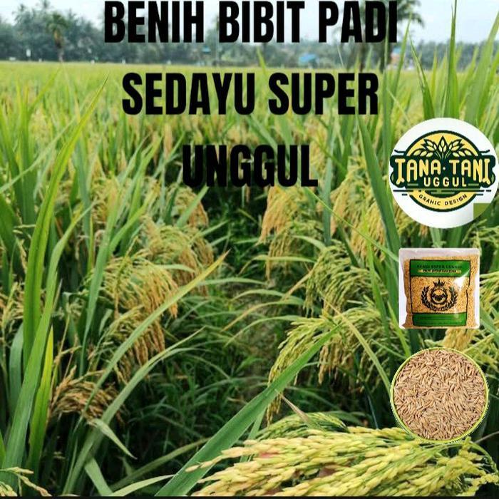 Mantabetul Benih Bibit Padi Sedayu Super Genjah Kualitas Unggul 5Kg