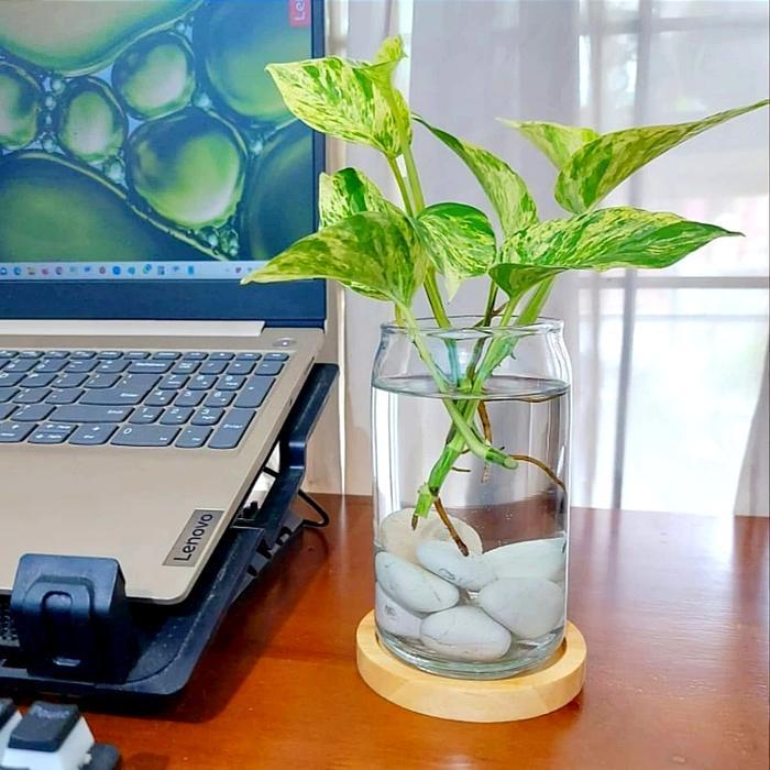 Vas Kaca Bening Tabung / Pot Kaca Tanaman Air Hidroponik Aesthetic