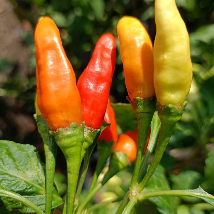 Thejaguar1 Benih Unggul Cabe Rawit Gerombol Besar Bigtop Premium