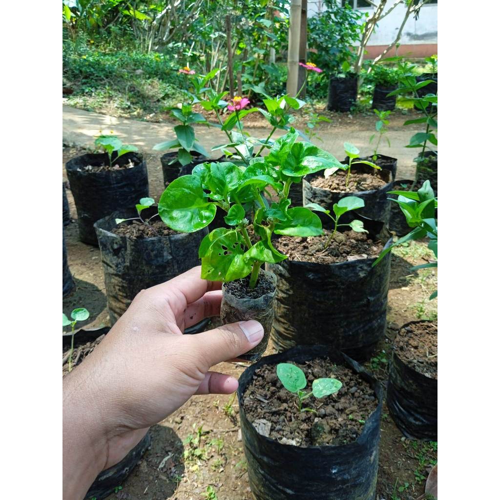 (10 POHON) BIBIT BAYAM BRAZIL - BIBIT BAYAM BRAZIL MURAH - BIBIT TANAMAN BAYAM BRAZIL - BIBIT SAYURA