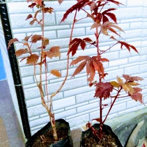 Diskon Bibit Tanaman bunga RED PANAMA