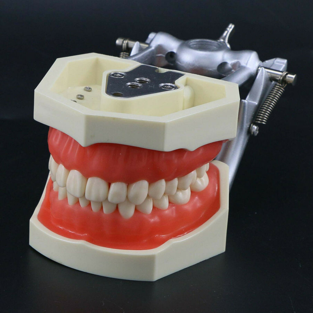 Kilgore NISSIN Style Dental Typodont Model 28PC Replacement Screw-in