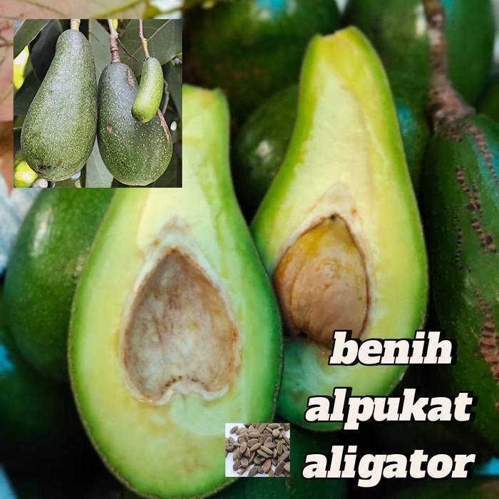New Benih/bibit Alpukat Aligator (bbt Alpukat Aligator)