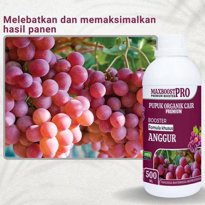 Mrono_Mrene Pupuk Organik Cair Tanaman Buah, Booster Buah Anggur Tanaman Anggur, Melebatkan Secara