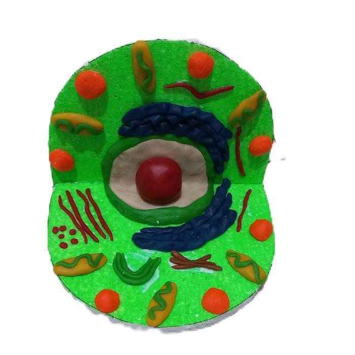 Stok Baru prakarya Sel hewan dan sel tumbuhan kerajinan clay Set Hadiah