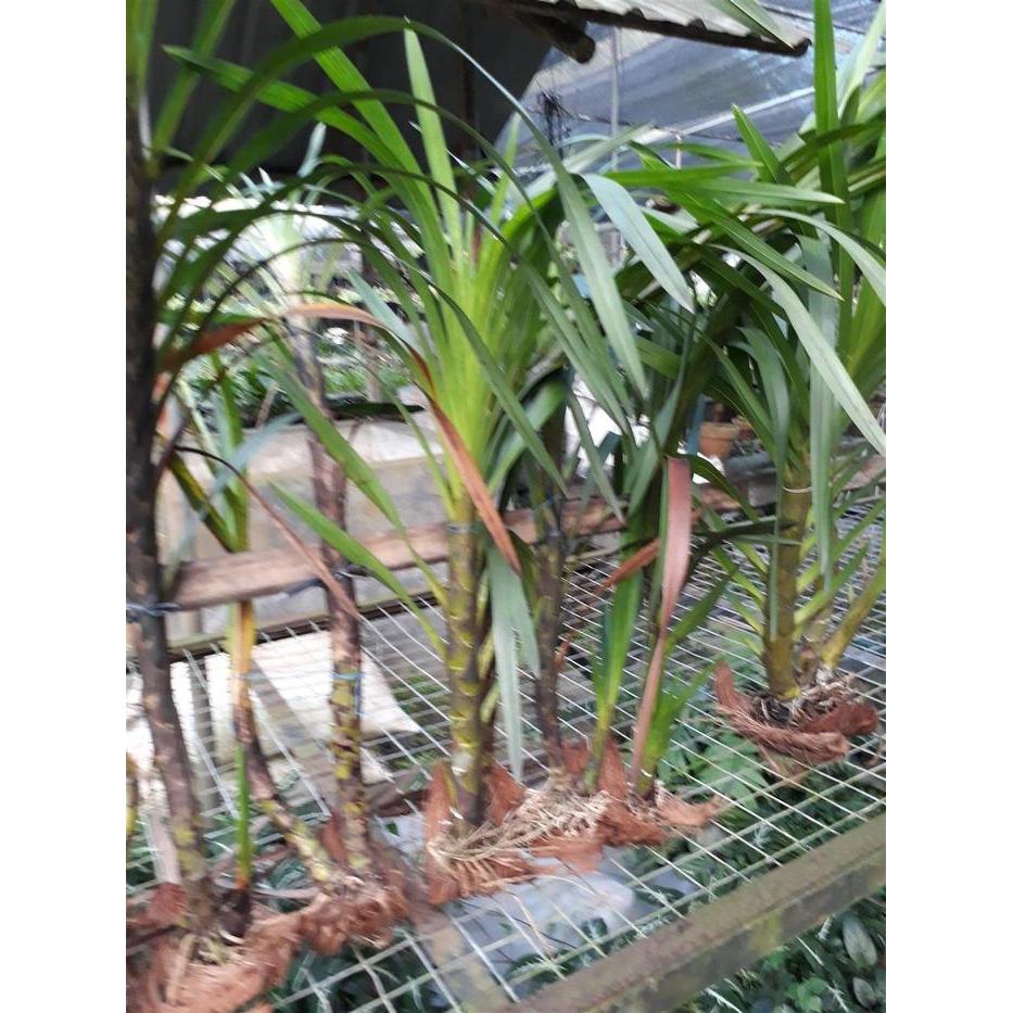 rsob- [ Dewasa ] Grammatophyllum Speciosum Var. Papua Anggrek Tebu Papua : Sang Ratu Anggrek