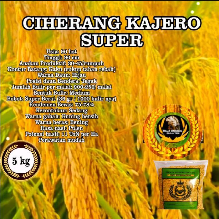 Digazsin_ 1Kg Ciherang Kajero / Pajero Super Benih Bibit Padi Gabah Berkualitas Unggul Genjah Daun