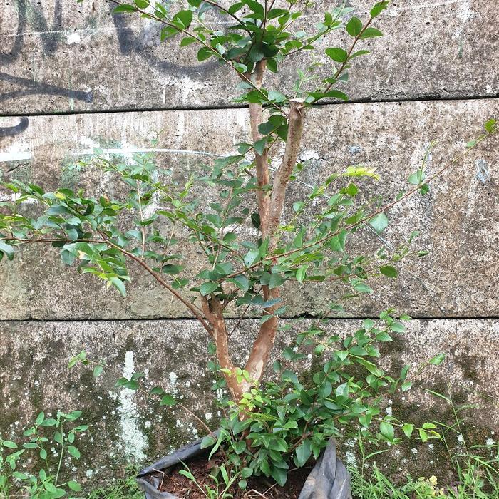 Chantelna_ Penjualan Khusus Jaboticaba Hasil Stek Dari Indukan Unggul Pilihan