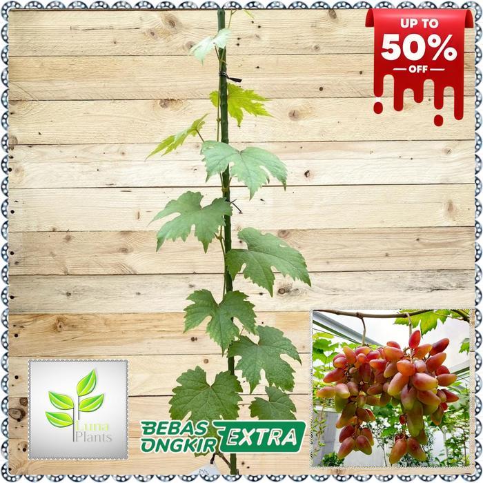 Paket 6 Bibit Anggur Import - Bibit Anggur Unggul - Bibit Buah Anggur Original