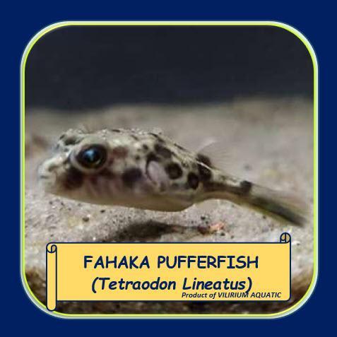 k1xp- Ikan Hias Air Tawar - Buntal /Puffer Fahaka (5Cm)