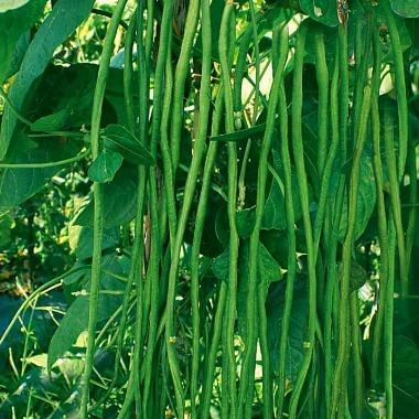 Thejaguar1 Benih Kacang Panjang Hijau Semeru 500 Gram Benih Prima Unggul Lebat Mudah Dirawat Biji