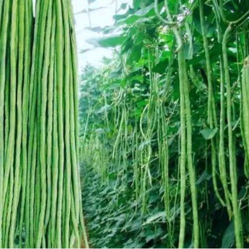 Mantabetul 200 Biji Benih Kacang Panjang PertiwiBenih Kacang Panjang