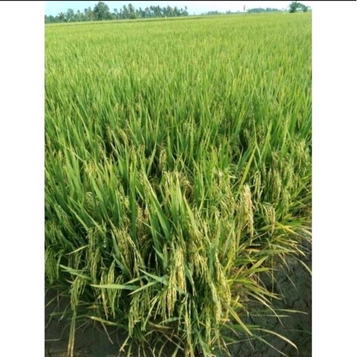 Mrono_Mrene Bibit Padi Benih Padi Mr 219 Kemasan 5Kg #Paditahanrebah #Anakanbanyak #Hasilmelimpah