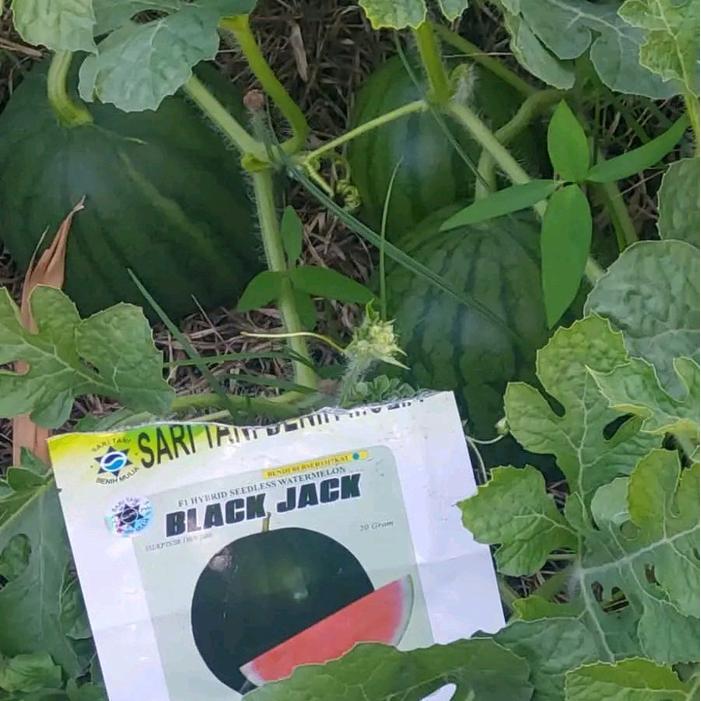 Mrono_Mrene Benih Bibit Semangka Non Biji Black Jack F1 20 Gram (Kulit Gelap Bulat) Kadaluarsa 2026