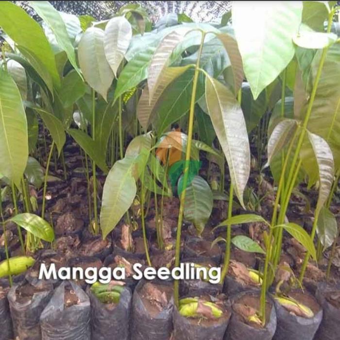 Diskon paket hemat 5 bibit mangga seedling