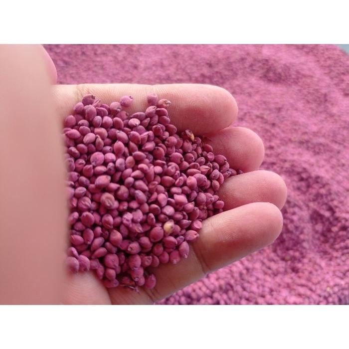 Mantabetul ( 100 Gram ) Benih Biji Sorghum Sorgum Merah