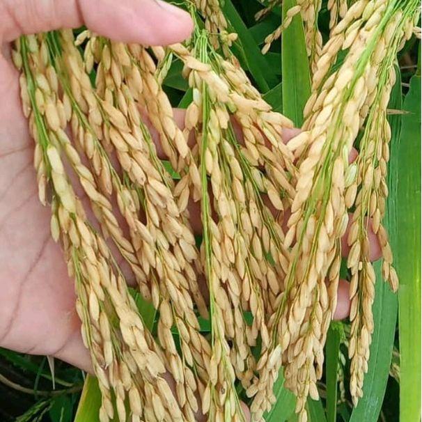 Mantabetul Benih Padi1000 Bulir (Rajasa 01) Kualitas Ori 100% Kemasan 5Kg