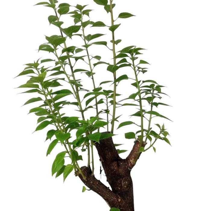 Gardening Mikha Bonsai Pohon Bougenville Singapura Ukuran Small Dengan Lingkar Batang Ideal -