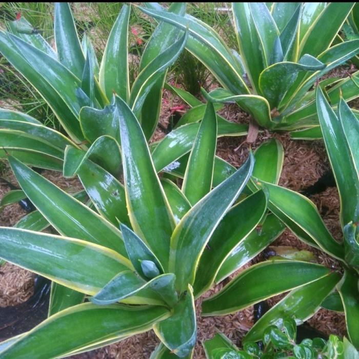 Tanaman Agave Jumbo