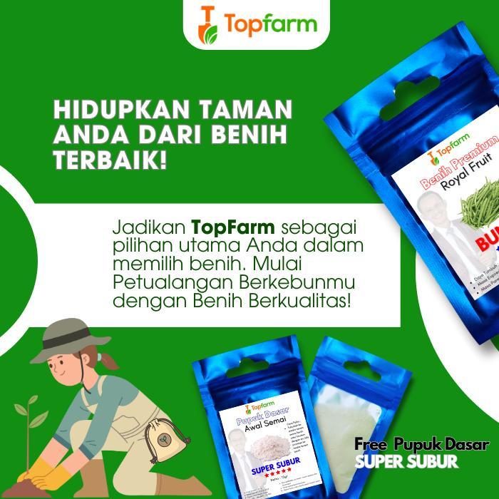 Mantabetul Benih Buncis Premium - Bibit Buncis / Benih Tanaman Buncis / Biji Buncis