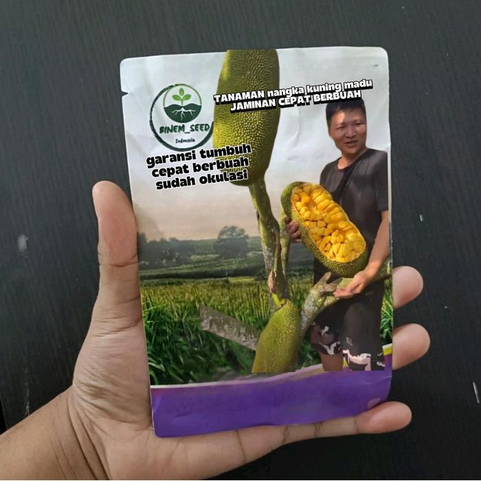 Digazsin_ Benih Nangka Merah Madu Cepat Berbuah