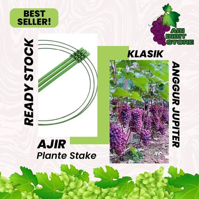 Mantabetul Plant Stake/Ajir Jupi_Ter, Penyanggah Tanaman Anggur