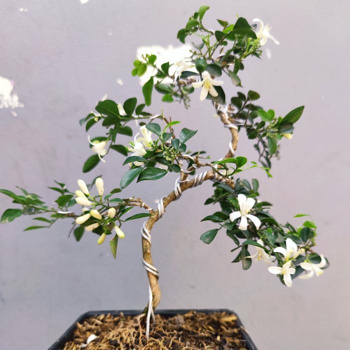 Bonsai Mame Kemuning Sudah Berkarakter Siap Pajang Bunga Harum Cantik