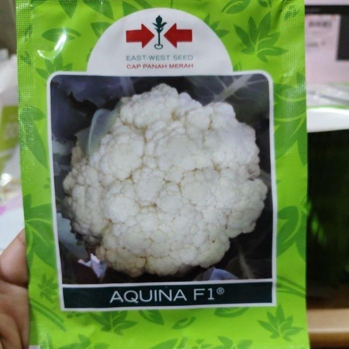 Diskon Benih bunga kol AQUINA F1 10gram bungkul aquina panah merah kembang kol dataran tinggi tahan