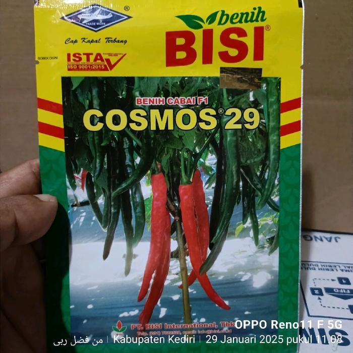 Mrono_Mrene Benih Cabai Besar Hibrida Cosmos 29 F1 Kemasan Original Pabrik
