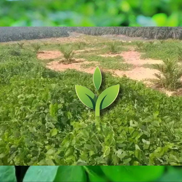 Mantabetul Mucuna Bracteata Import India Kacangan