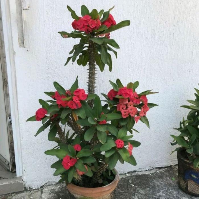 Chantelna_ Paket Hemat Paket 12 Tanaman Hias Euphorbia - Tanaman Hias Euphorbia Macam Macam Bunga