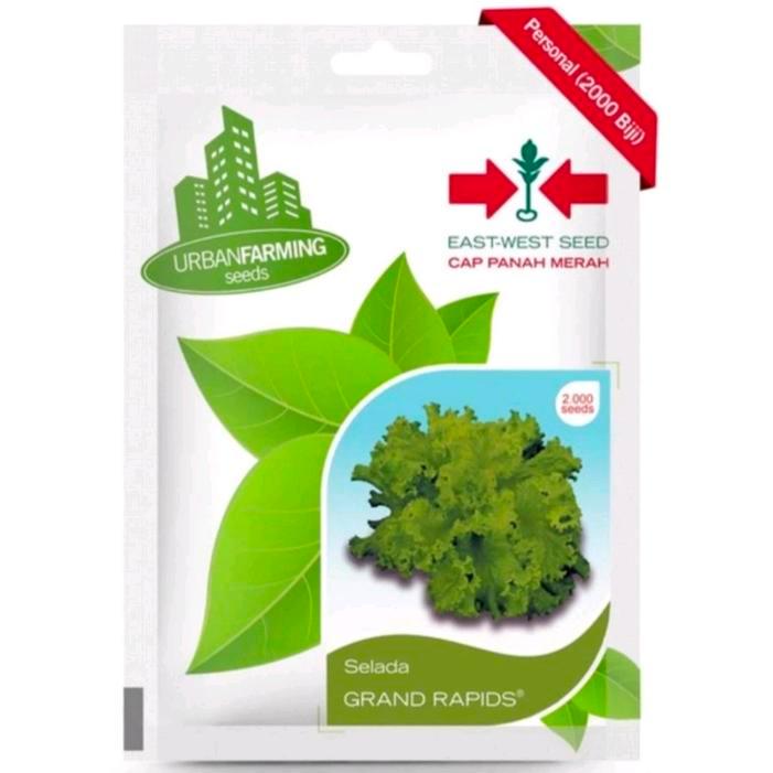 ((((()paling dicari] Benih Selada Grand Rapids PT East West Cap Panah Merah 2000 Seed