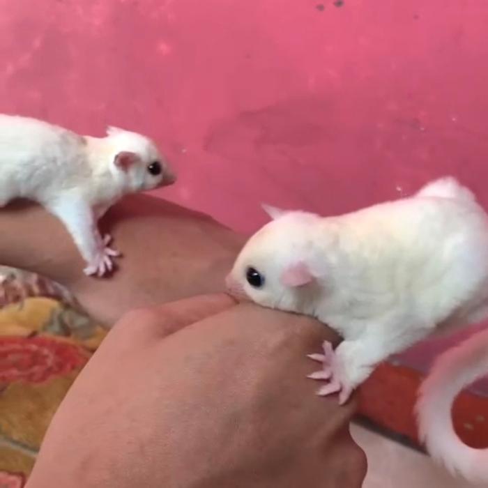 sugar glider leucistic jantan