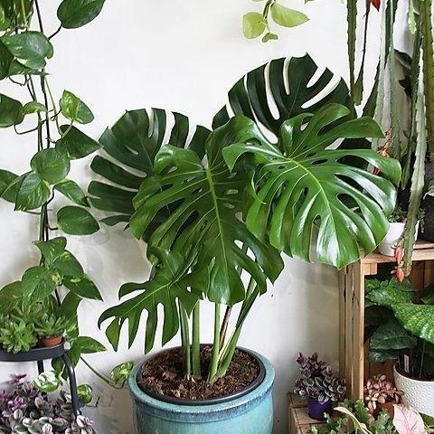 Gardening Mikha Monstera Deliciosa 'King' - Tanaman Hias Monstera - Houseplant - Monstera King