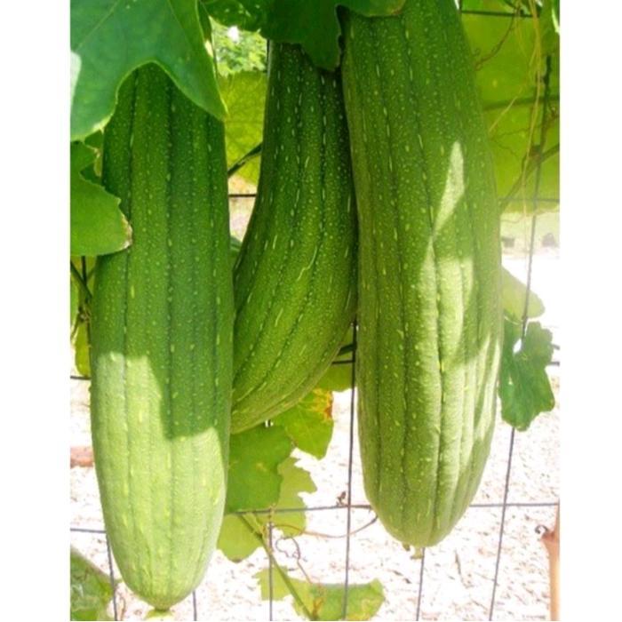 Digazsin_ Biji Benih Oyong Blustru Oyong Taiwan ( 500 Biji )