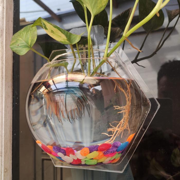 Aquarium Dinding Hexagonal Ikan Hias/Tanaman Hias Original