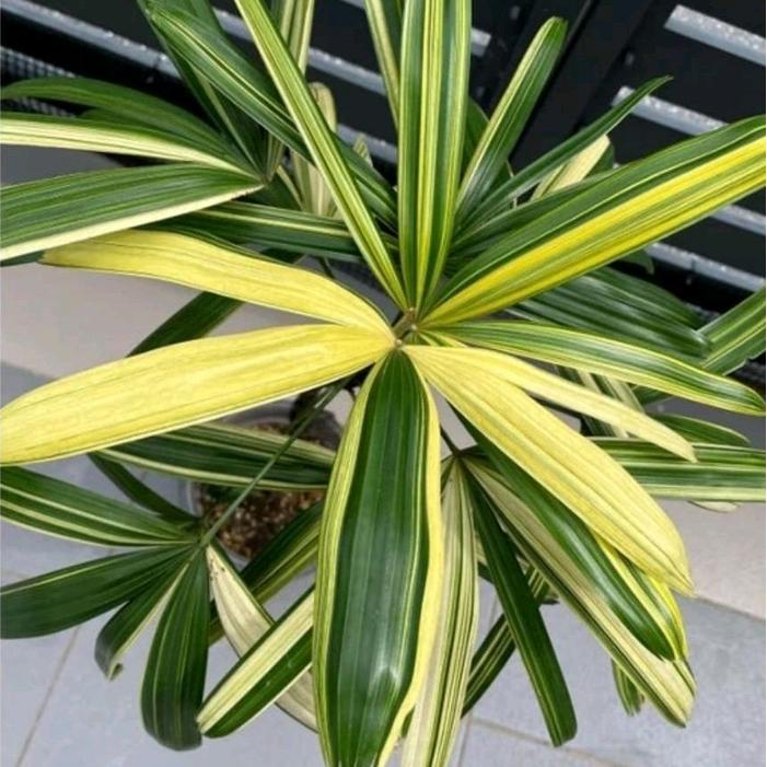 Tanaman Hias Palem Waregu Varigata tinggi 60/1M - Palm Regu Var Yellow Promo Premium