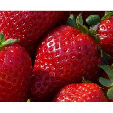 Mrono_Mrene 0B Benih Strawberry Jumbo Rasa Manis Benih Kemasan Pabrik Sesuai Foto