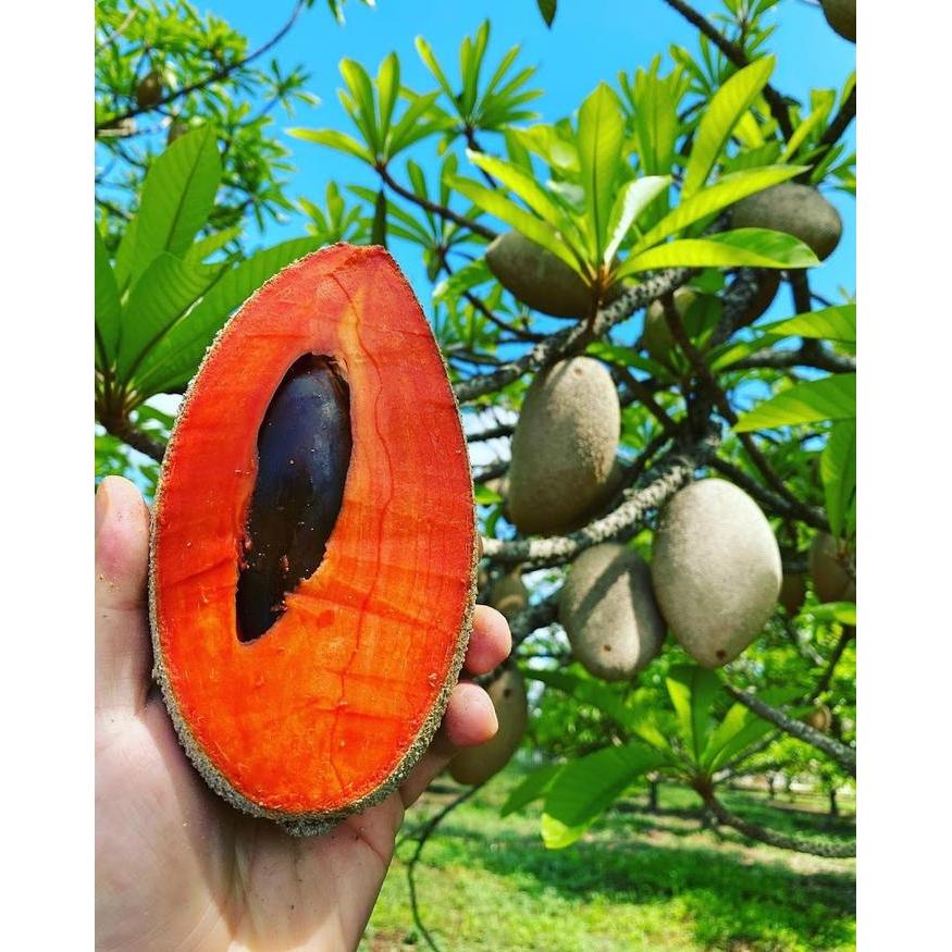 Mrono_Mrene Benih Mamey Sapote Sawo Jumbo Isi 10 Biji