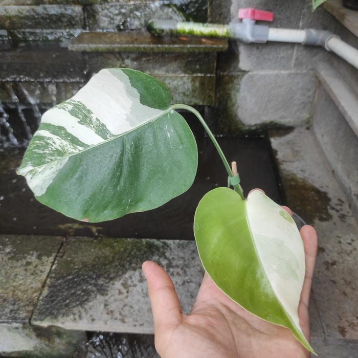 Monstera Variegata / Monvar