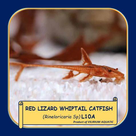 k1xp- Ikan Hias Air Tawar - Sapu Sapu Red Lizard (3Cm)