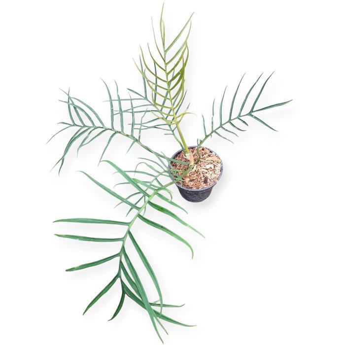 Gardening Mikha Philodendron Tortum / Philo Tortum Tanaman Daun