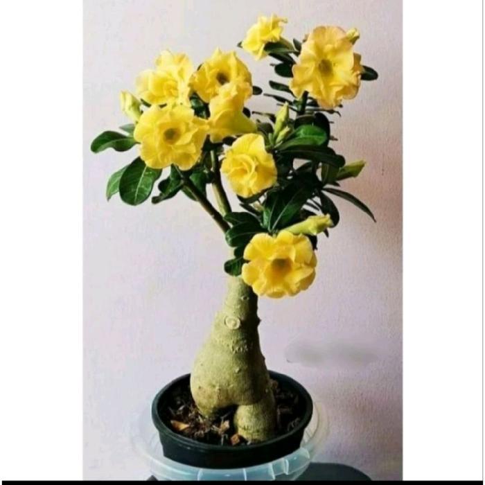 Digazsin_ Tanaman Hias Kamboja Jepang Tanaman Hidup Kamboja Jepang